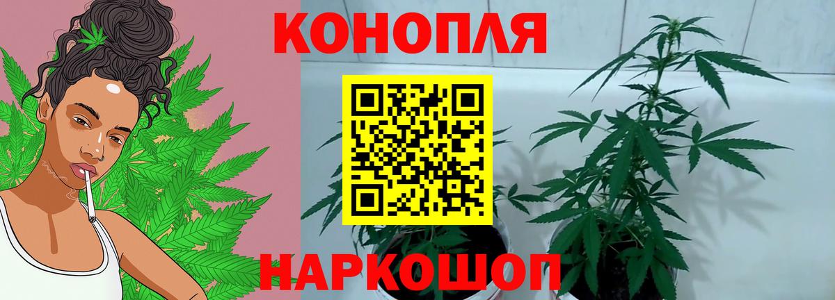 Конопля план Изобильный